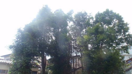 20120613.JPG