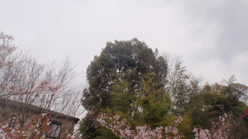 20120416.JPG