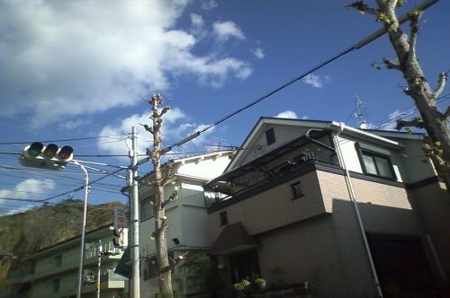 街路樹強剪定