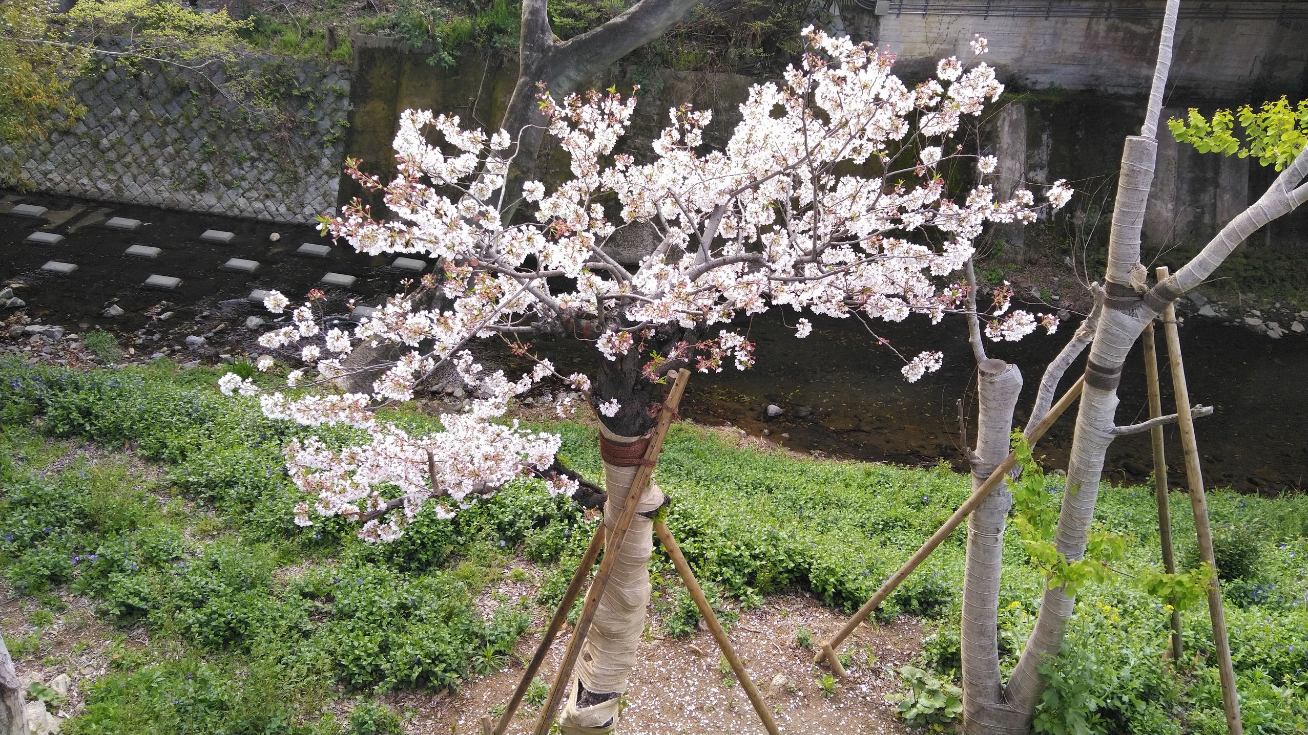 子宮移植