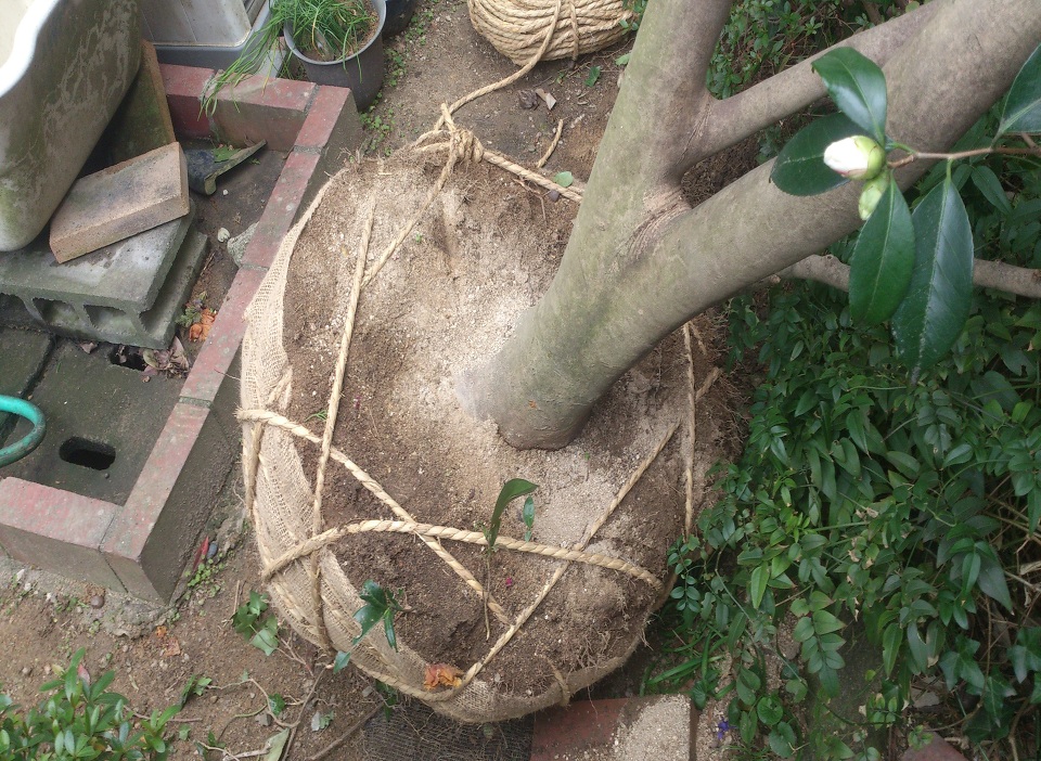 移植 移植